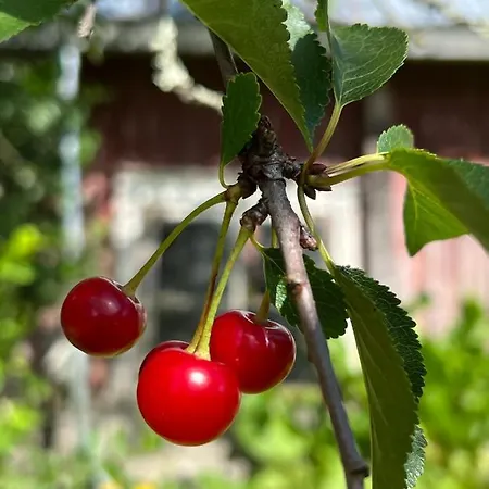 Taivaanvuohi Poytya